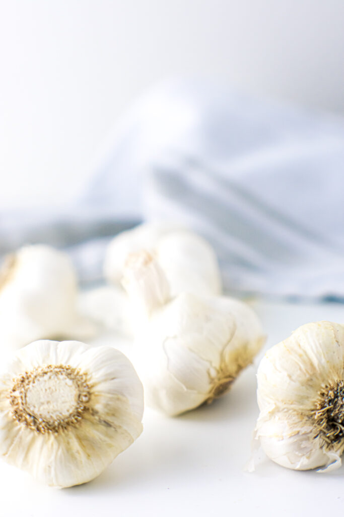 Fresh garlic with white background